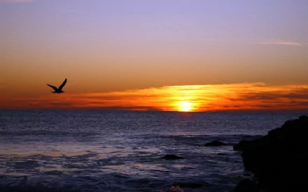 HD PC desktop wallpaper showing a seagull soaring over the ocean at sunset with vibrant orange and purple skies.
