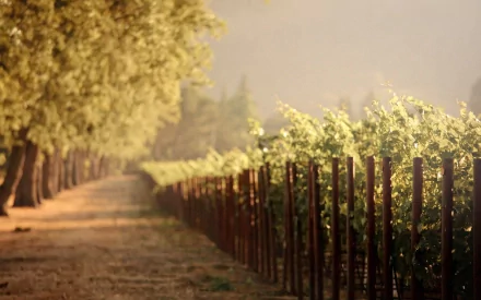 vine man made fence HD Desktop Wallpaper | Background Image
