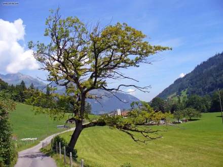 HD desktop wallpaper featuring a majestic oak tree set against a serene mountainous landscape.