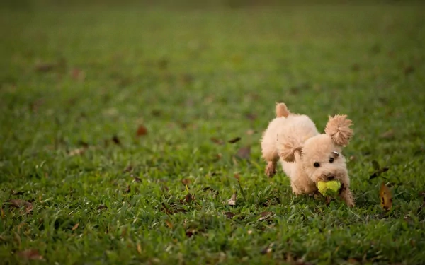 HD PC desktop wallpaper featuring a playful poodle puppy running on green grass with a yellow ball in its mouth.