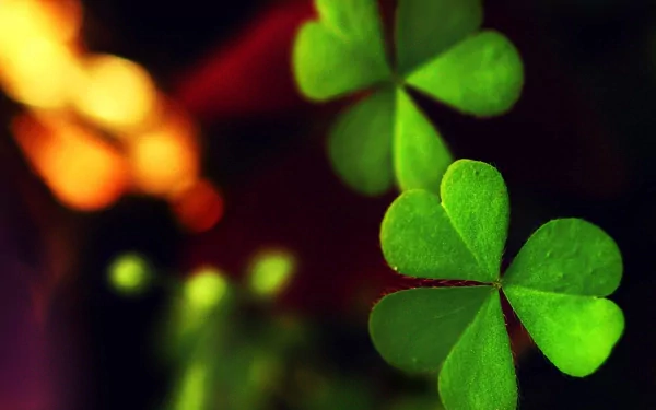 Close-up of vibrant green clover leaves on a dark blurred backdrop, a nature-themed HD PC desktop wallpaper and background.
