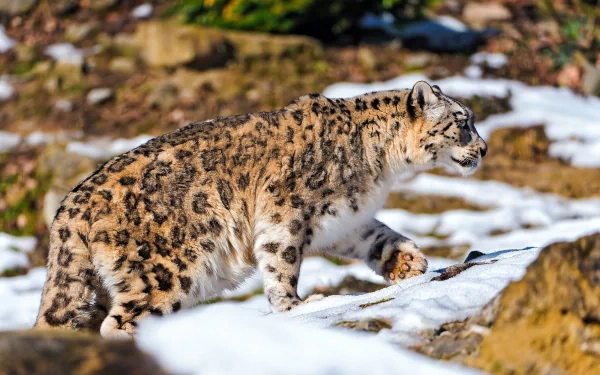 A snow leopard walking on snowy terrain, captured in sharp detail for an HD PC desktop wallpaper and background.