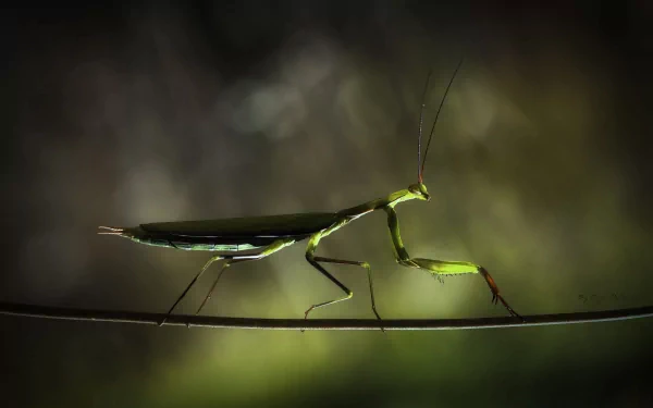 Animal praying mantis HD Desktop Wallpaper | Background Image