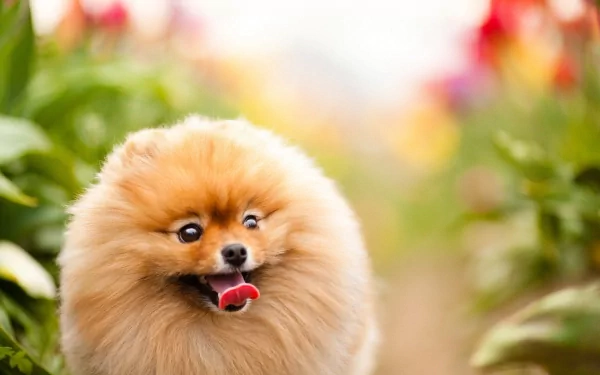 HD desktop wallpaper featuring a fluffy Pomeranian dog outdoors with a blurred natural background of greenery and colorful flowers.
