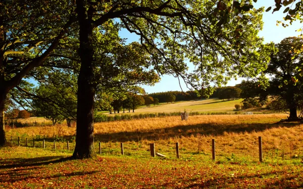 HD desktop wallpaper featuring a majestic oak tree with a serene meadow background.
