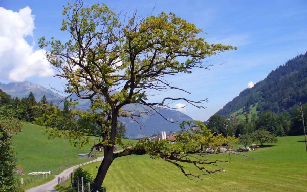 HD desktop wallpaper featuring a majestic oak tree set against a serene mountainous landscape.