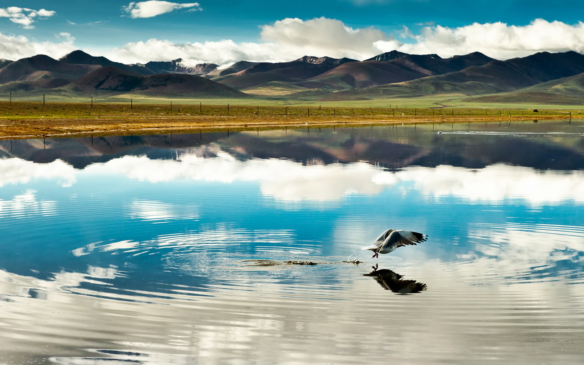 HD PC desktop wallpaper of nature and reflection: distant mountains and clouds mirrored in a glassy lake while a bird skims the surface, sending ripples across the reflection.