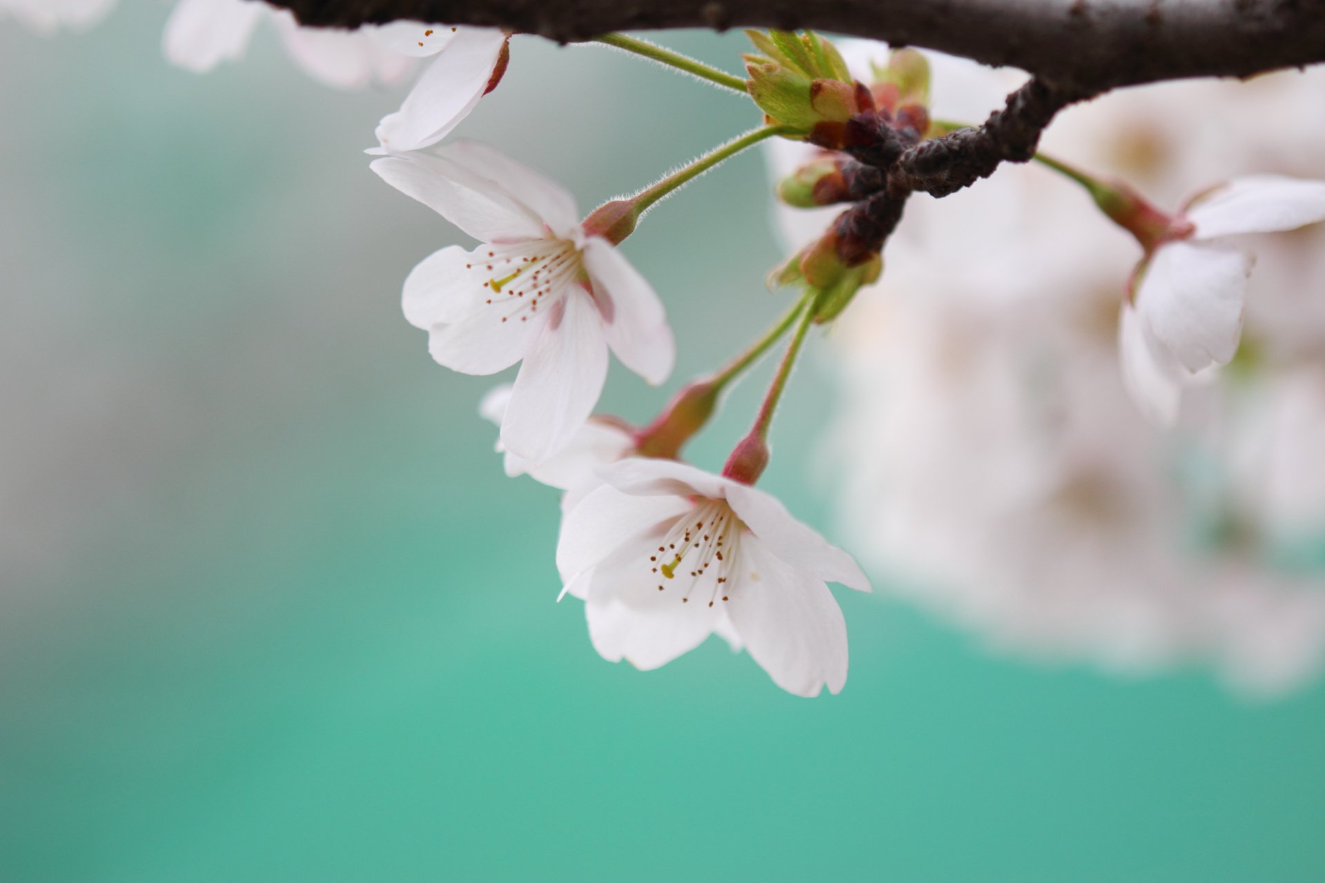 A close-up of delicate white blossoms against a serene pastel background, showcasing the beauty of nature in a stunning 4K Ultra HD desktop wallpaper.
