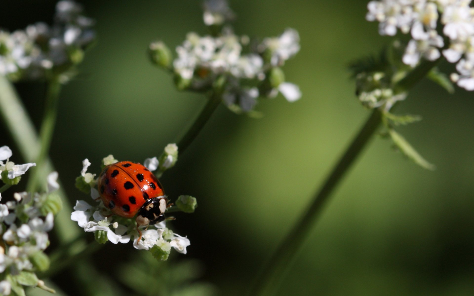 Close-up of a red ladybug with black spots on tiny white flowers against a soft green bokeh — 2K Quad HD PC desktop wallpaper background.