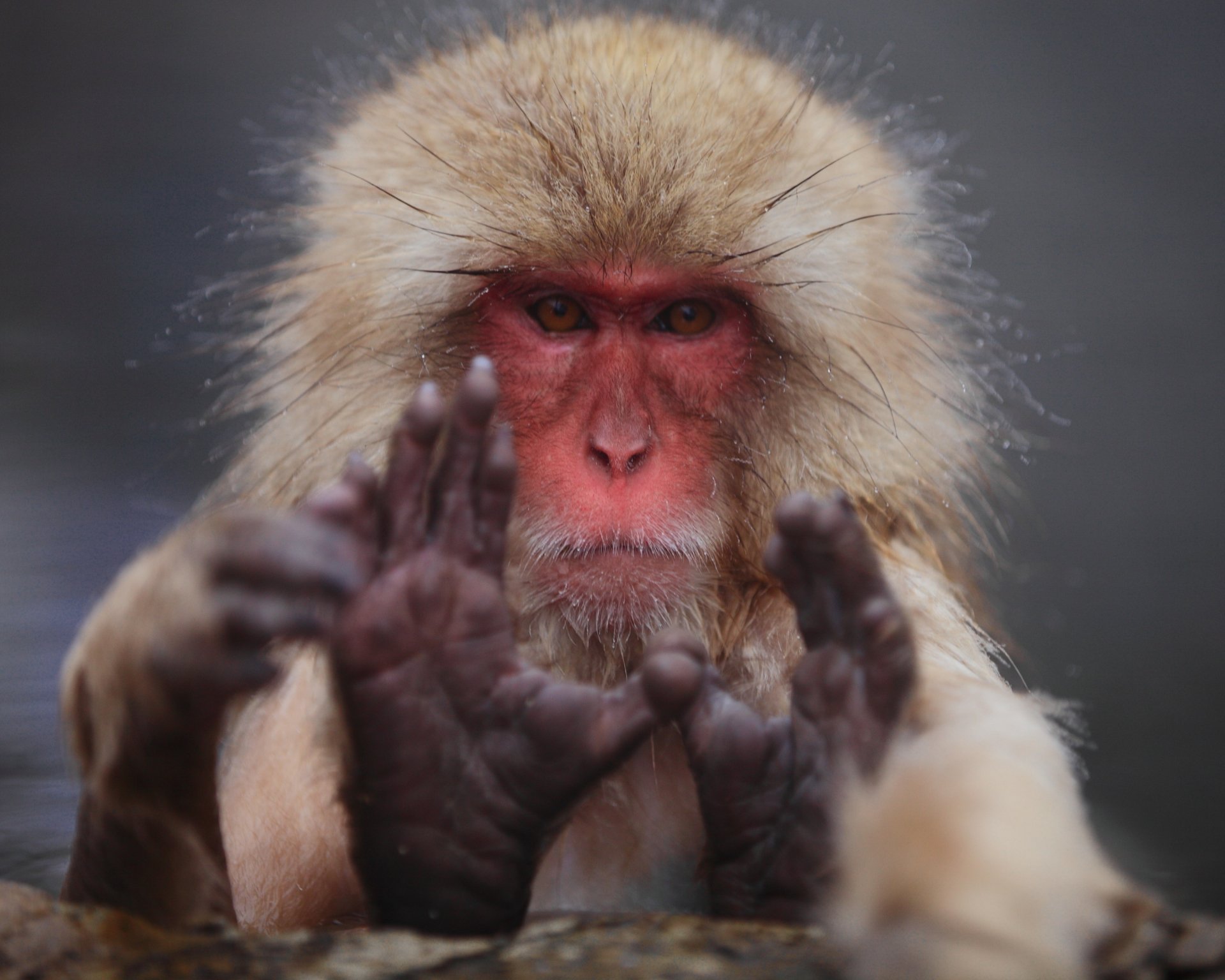 Close-up HD image of a Japanese macaque, also known as a snow monkey, with its hands raised against a blurred background, captured in vivid detail.