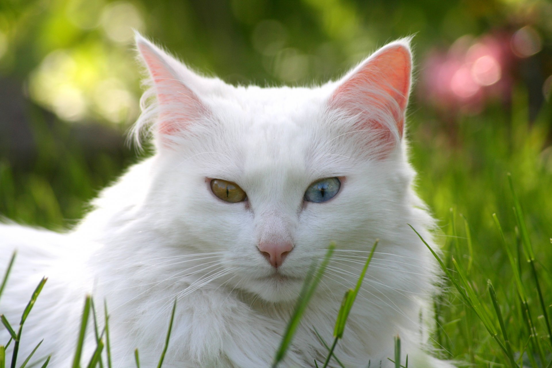 Wait cats