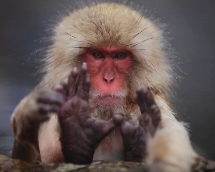 Close-up HD image of a Japanese macaque, also known as a snow monkey, with its hands raised against a blurred background, captured in vivid detail.