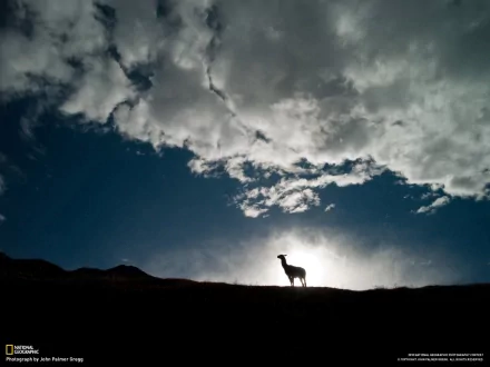HD PC desktop wallpaper showing a silhouette of a llama standing on a ridge against a dramatic cloudy sky at dusk.