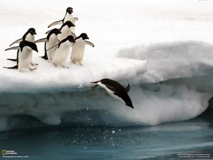 HD PC desktop wallpaper showing penguins on an ice shelf; one penguin dives into icy blue water while others watch.