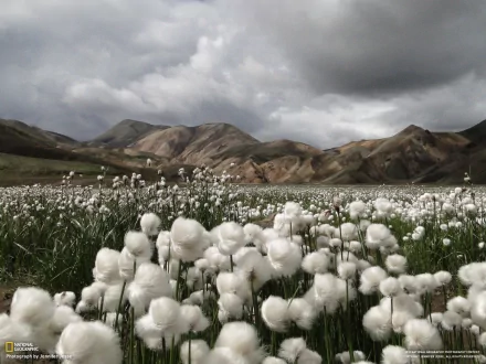 HD PC desktop wallpaper of a nature field with fluffy white flowers under a cloudy sky, framed by rolling brown mountains in the background.