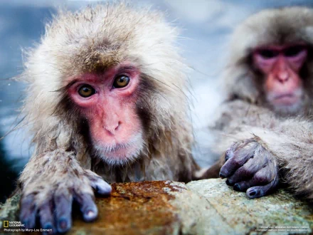 Animal Japanese macaque snow monkey HD Desktop Wallpaper | Background Image