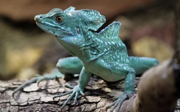 HD PC desktop wallpaper featuring a close-up of a vibrant green basilisk lizard perched on a log, showcasing its detailed scales and textured skin.