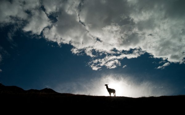 10+ Llama HD Wallpapers | Background Images