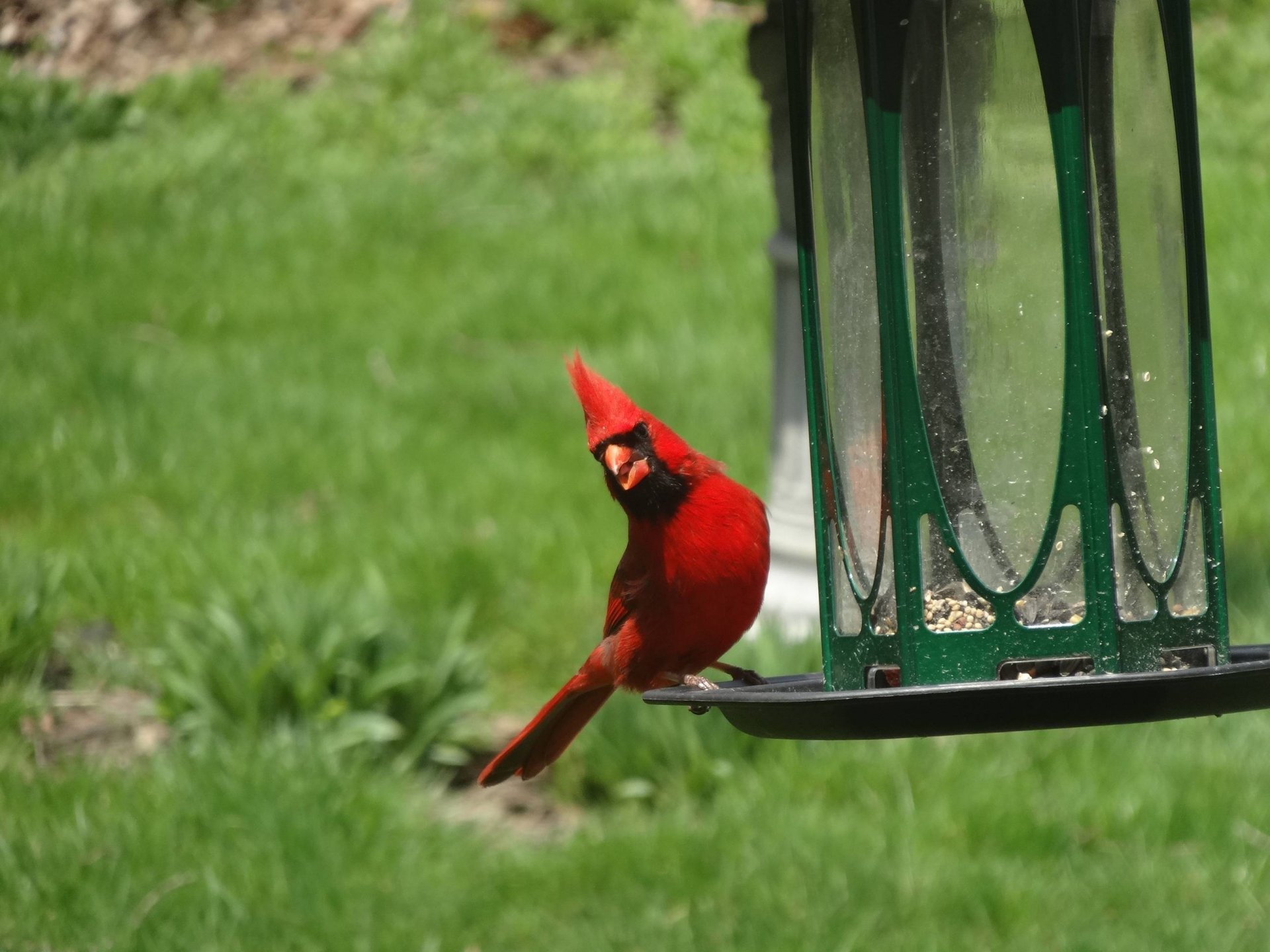 Cardinal HD Wallpaper | Background Image | 2592x1944