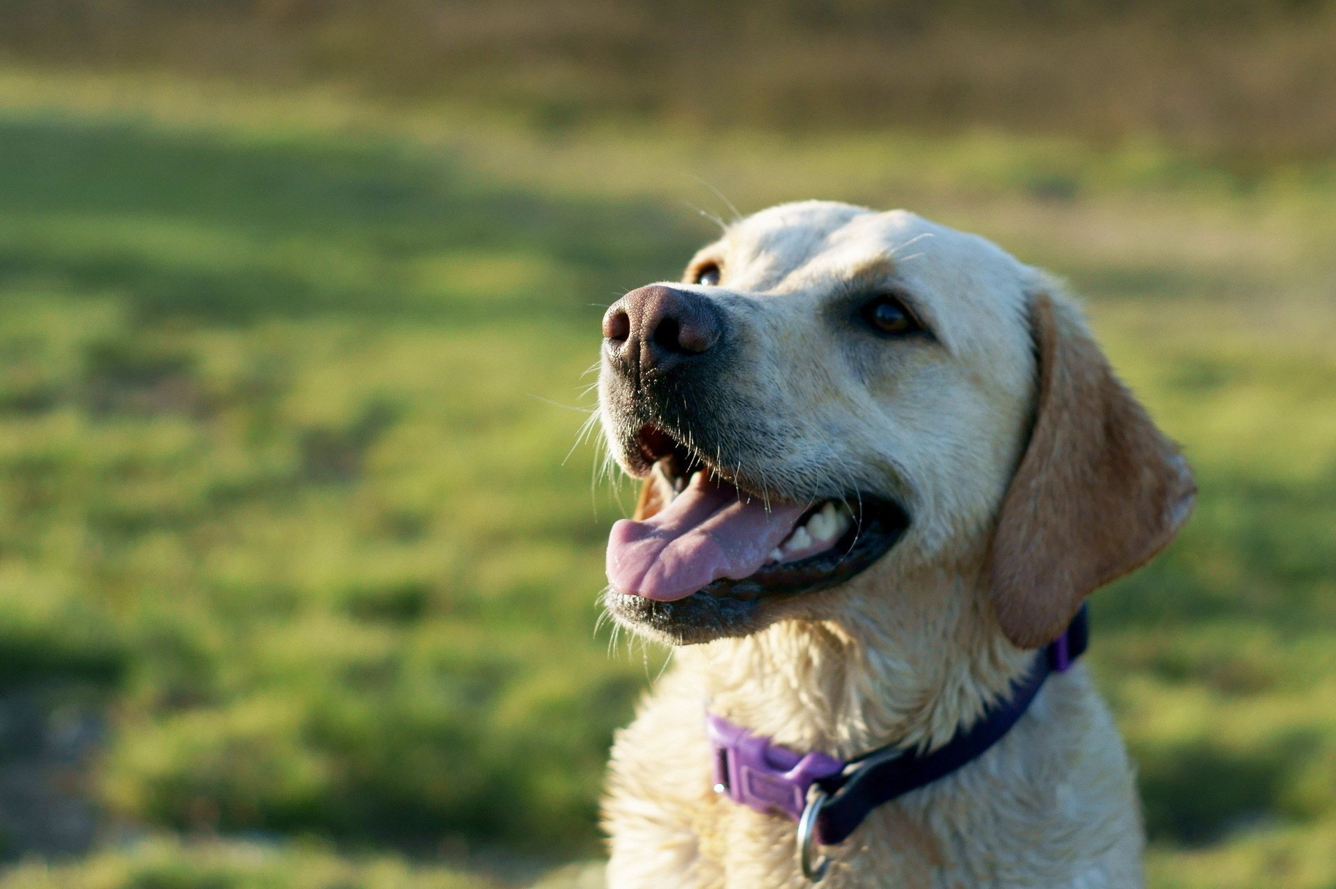 A cheerful yellow dog with a purple collar sits outdoors, smiling against a lush green background. This HD image makes for an engaging desktop wallpaper.