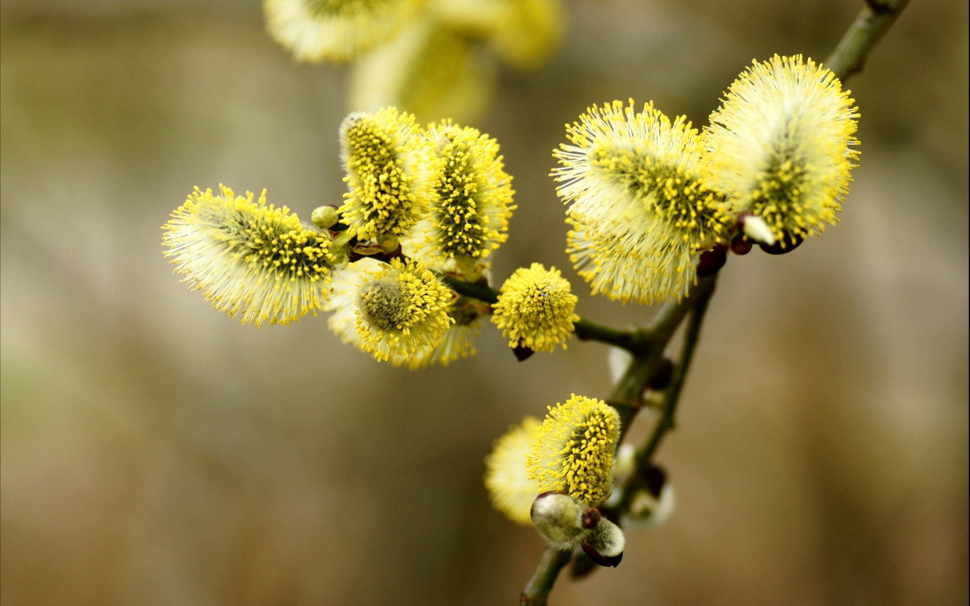 Close-up of yellow catkins on a branch with soft focus background, captured in high definition as a nature-themed PC desktop wallpaper.