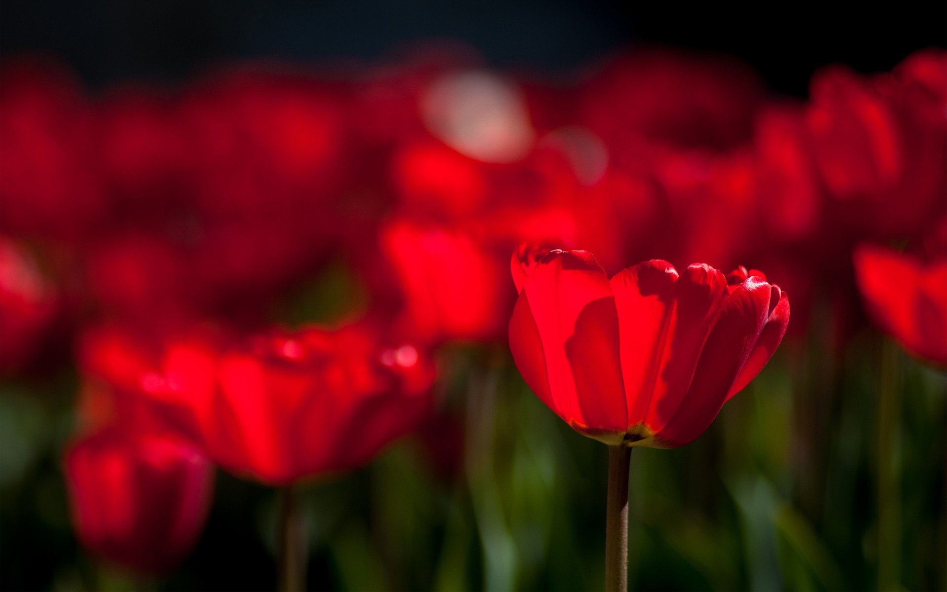 HD PC desktop wallpaper background: close-up of vibrant red tulips in sunlight, one bloom sharply focused against a blurred field of flowers.
