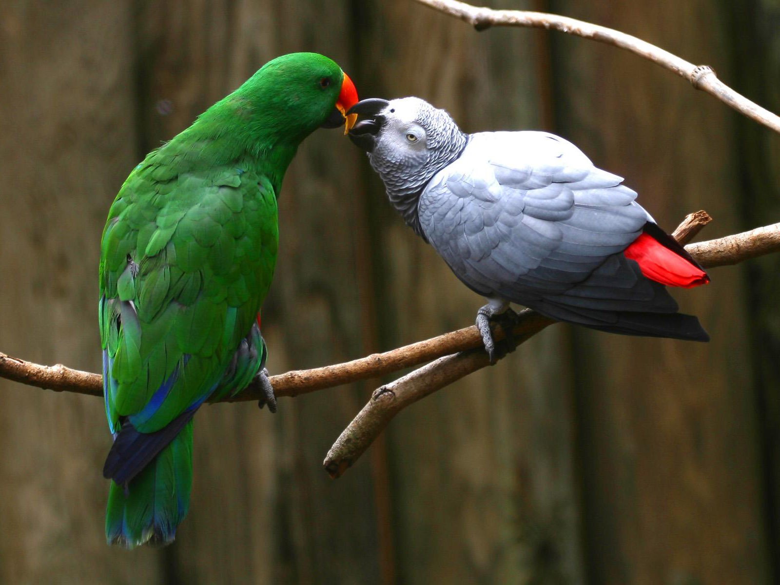 A vibrant African Grey Parrot interacts with a green parrot on a branch, showcasing their striking colors. This HD image captures their beauty as a stunning animal wallpaper.