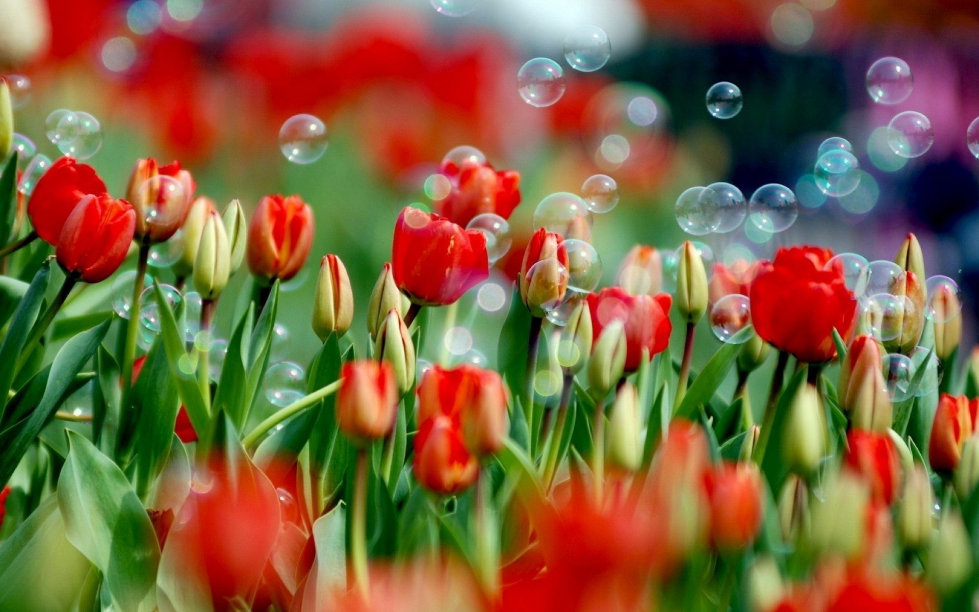 Vibrant field of red and yellow tulips with dewdrops and floating bubbles, a nature flower scene — 2K Quad HD PC desktop wallpaper and background.