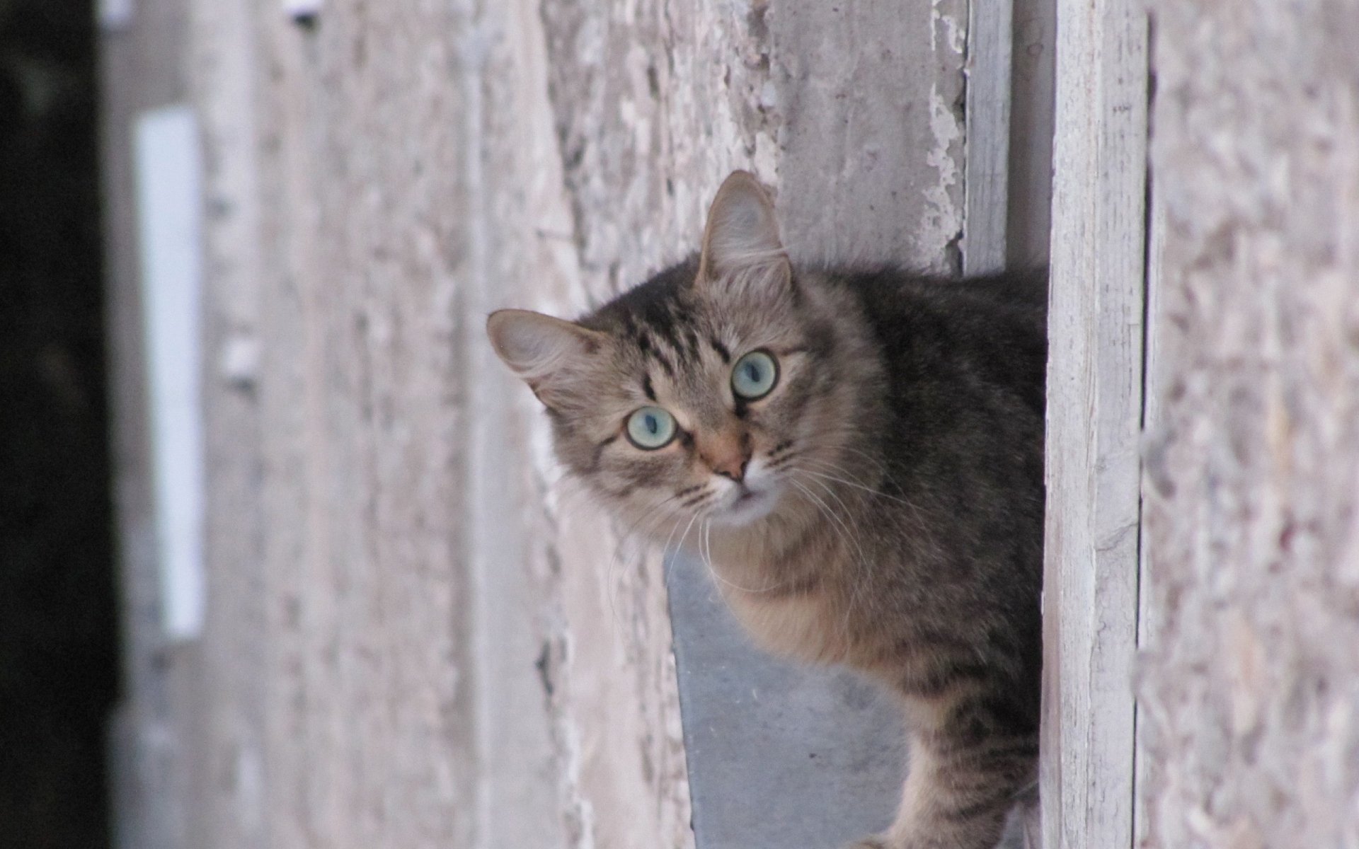 Download Animal Cat HD Wallpaper