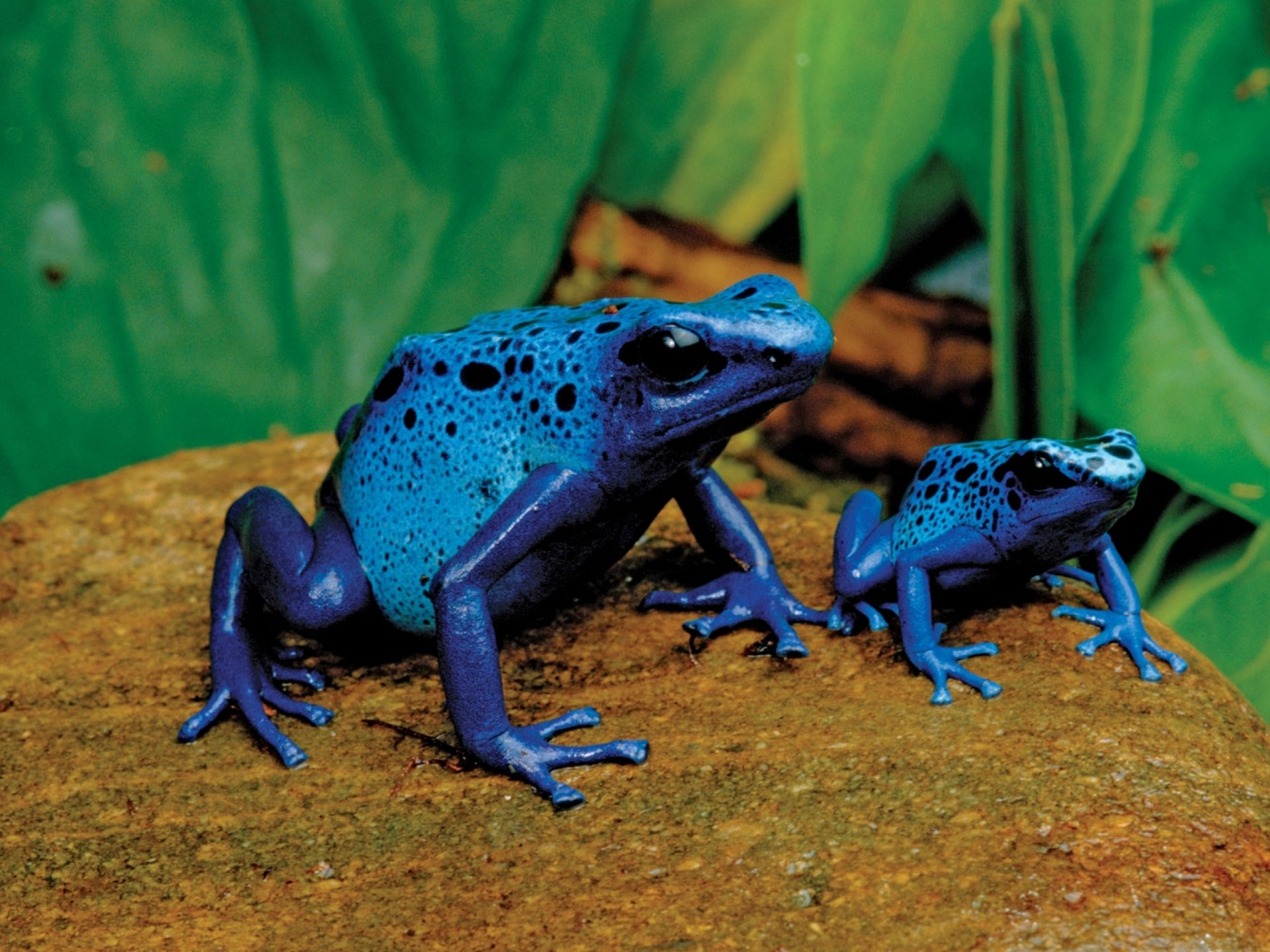 Download Blue Poison Dart Frog Animal Poison Dart Frog  HD Wallpaper
