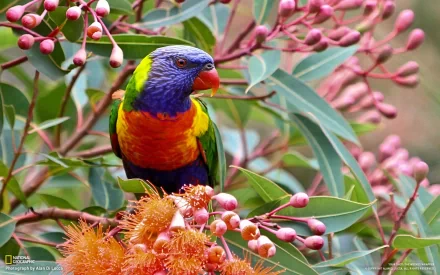 A vibrant rainbow lorikeet perched among pink flowering foliage, showcasing its stunning colors in this HD desktop wallpaper.