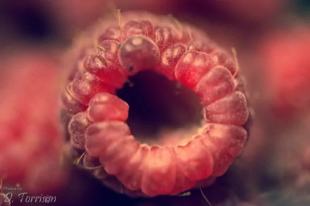 food raspberry HD Desktop Wallpaper | Background Image