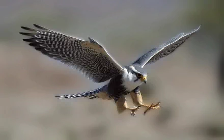 HD desktop wallpaper of a falcon in mid-flight with wings spread wide against a blurred natural background.