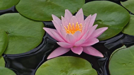 nature lotus HD Desktop Wallpaper | Background Image