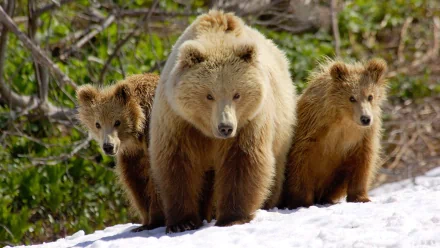 HD PC desktop wallpaper featuring a mother bear walking with two cubs in a snowy forest setting.