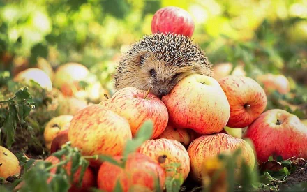 A charming hedgehog rests among a pile of vibrant red apples, surrounded by a lush, green backdrop, creating a delightful HD desktop wallpaper and background.