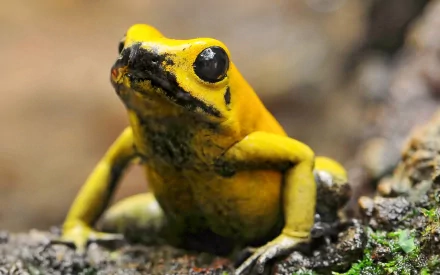 Animal golden poison frog HD Desktop Wallpaper | Background Image