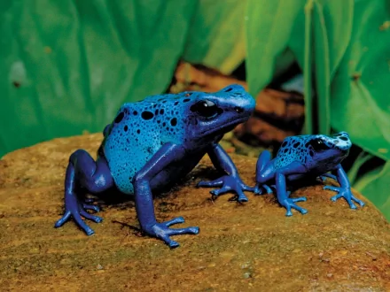 HD desktop wallpaper featuring two vibrant blue poison dart frogs on a rock with a lush green leaf background.