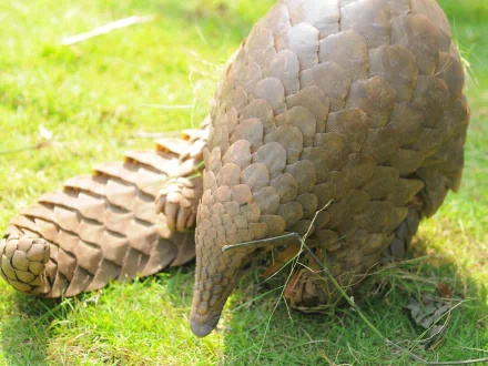 4K Ultra HD PC desktop wallpaper background featuring a pangolin on grass, detailed overlapping scales and a lowered snout grazing the ground.