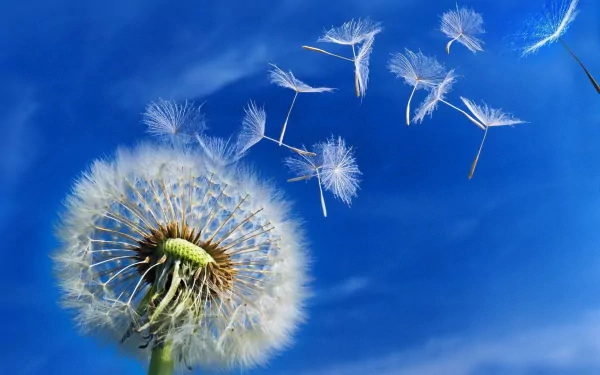 A vibrant dandelion against a blue sky, with seeds drifting away in the breeze, captured in high-definition, making it an enchanting nature-themed desktop wallpaper.