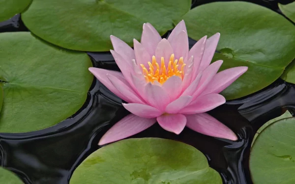 HD PC desktop wallpaper featuring a serene pink lotus flower surrounded by green lily pads on calm water, highlighting the beauty of nature.