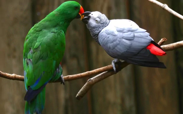 A vibrant African Grey Parrot interacts with a green parrot on a branch, showcasing their striking colors. This HD image captures their beauty as a stunning animal wallpaper.