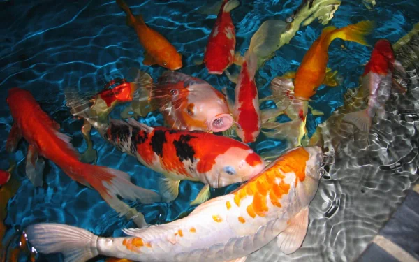 Animal koi HD Desktop Wallpaper | Background Image