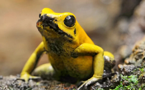 Animal golden poison frog HD Desktop Wallpaper | Background Image