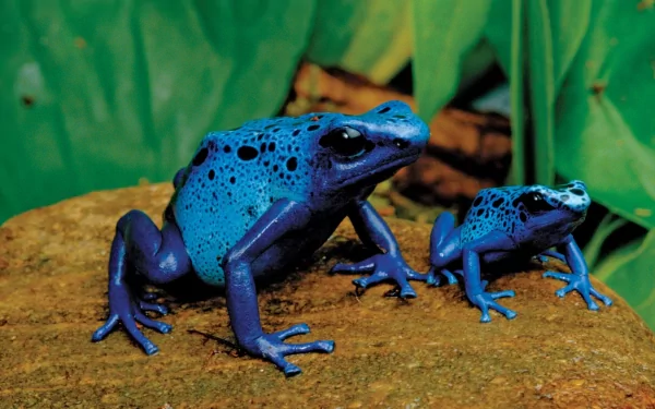 HD desktop wallpaper featuring two vibrant blue poison dart frogs on a rock with a lush green leaf background.