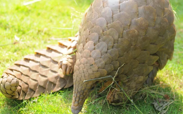 4K Ultra HD PC desktop wallpaper background featuring a pangolin on grass, detailed overlapping scales and a lowered snout grazing the ground.