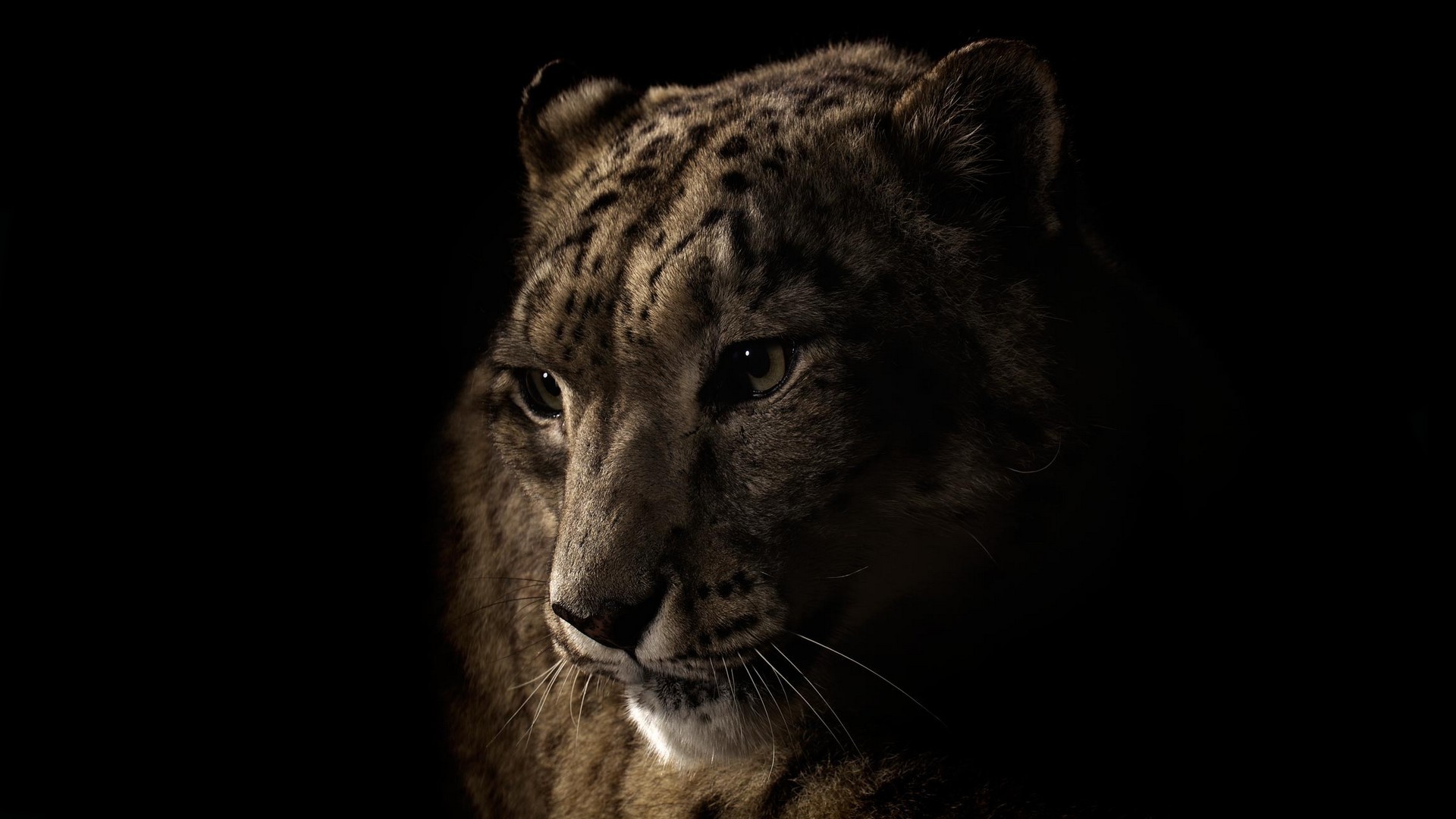 snow leopard good wallpapers hd snow leopard good wallpapers hd