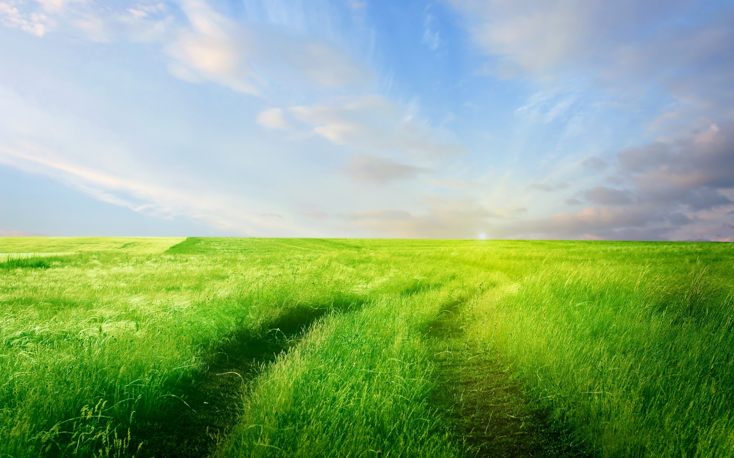 Vibrant Nature Field HD Wallpaper: A Serene Green Escape, image size:2560x1600