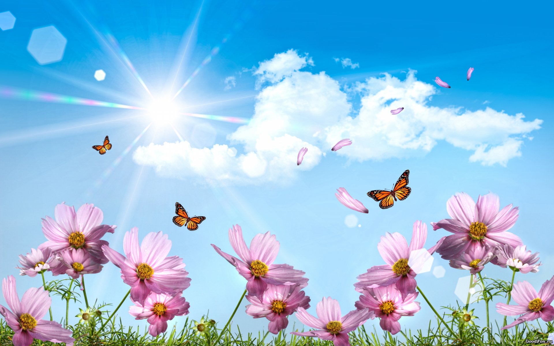 Download Butterfly Spring Nature Flower Cosmos (Plant) HD Wallpaper ...