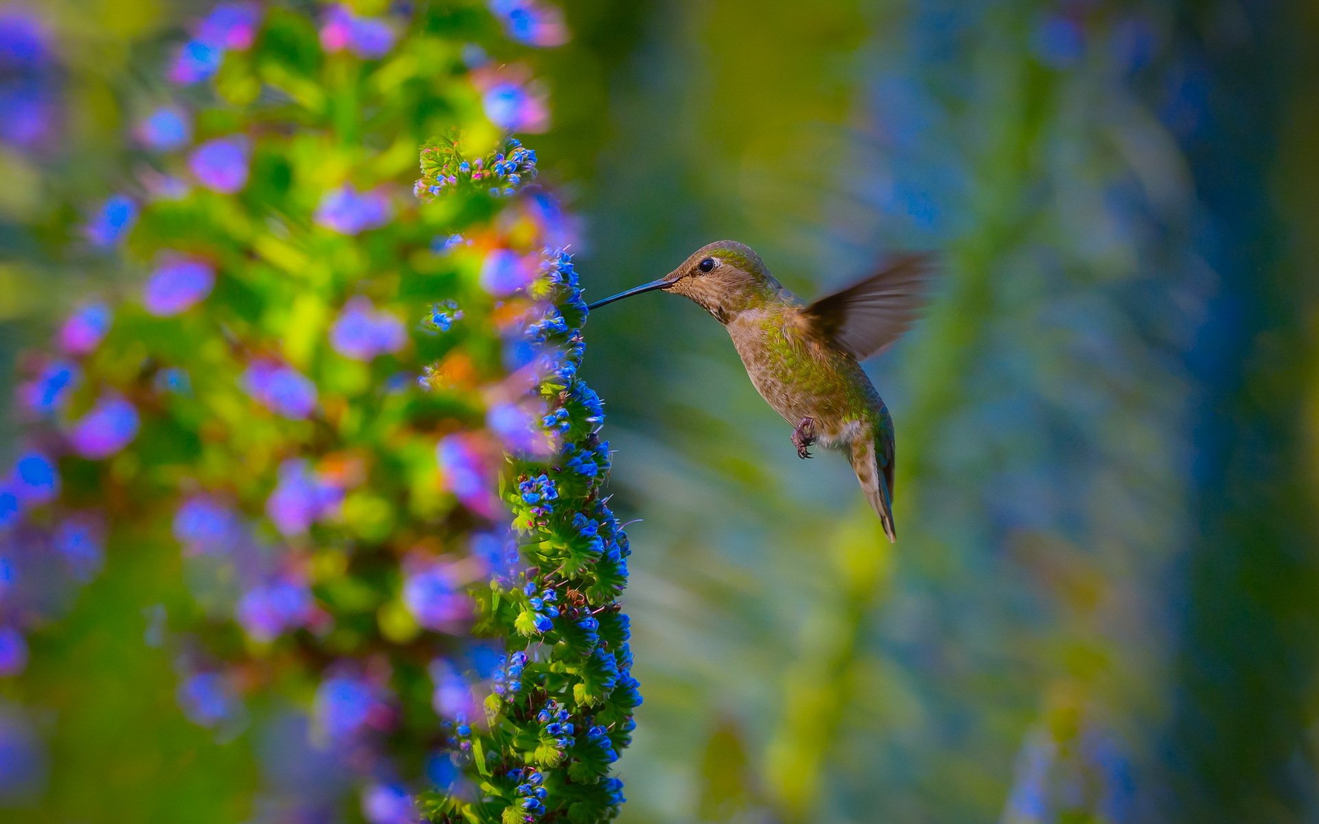 Vibrant Hummingbird in Flight: Stunning HD Nature Wallpaper | 1920x1200 ...